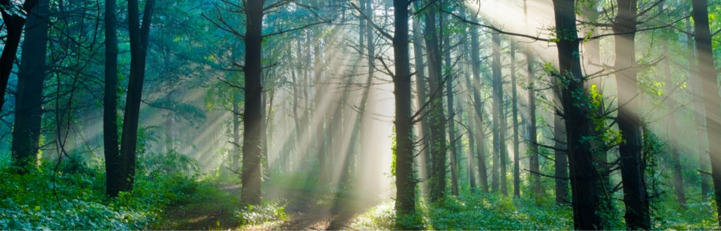 Odoo • Imagine și Text